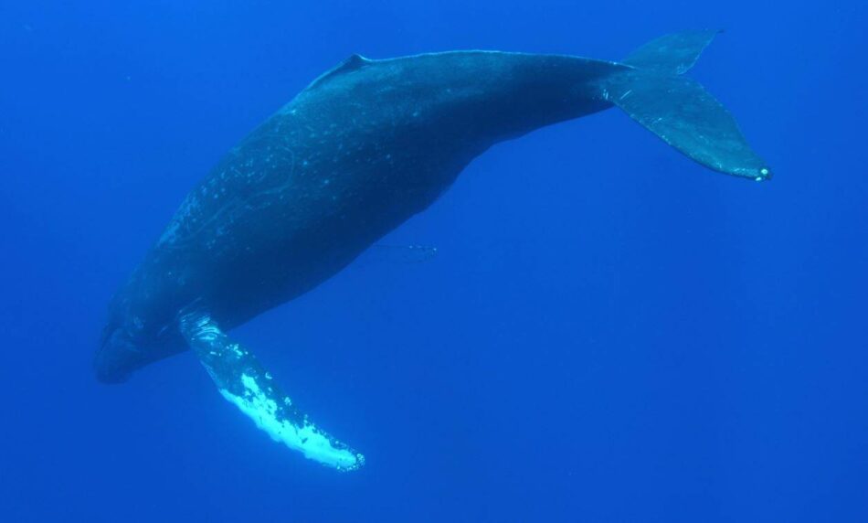 Los cantos de las ballenas jorobadas reflejan los cambios de sus poblaciones