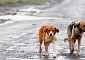 La nueva ley de protección animal prevé prohibir la venta en tiendas e implantar cursos para dueños