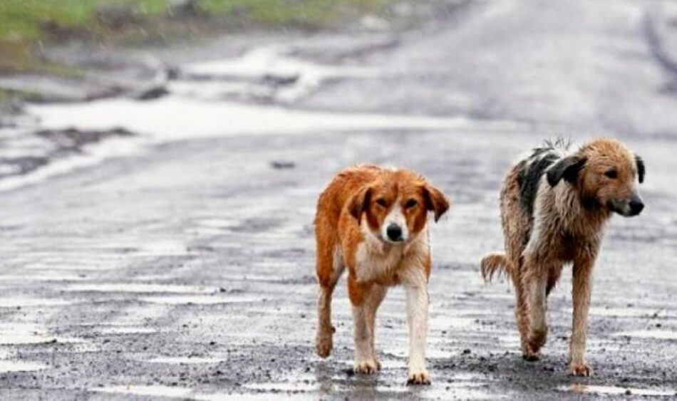 La nueva ley de protección animal prevé prohibir la venta en tiendas e implantar cursos para dueños