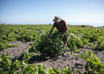 Aprobado el Reglamento Transitorio que garantiza la continuidad del pago de las ayudas de la PAC en 2021 y 2022