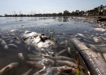 Por un Mar Menor Vivo muestra pruebas de la contaminación tras un año de recopilación de análisis