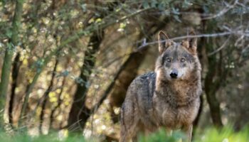 Rebutgen la campanya contra el llop al Pirineu i reclamen coherència a Salvador Illa  