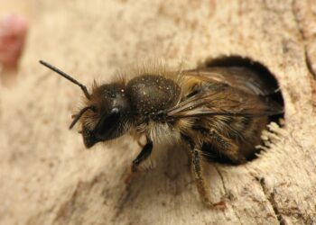 Las abejas también desaparecen de los registros