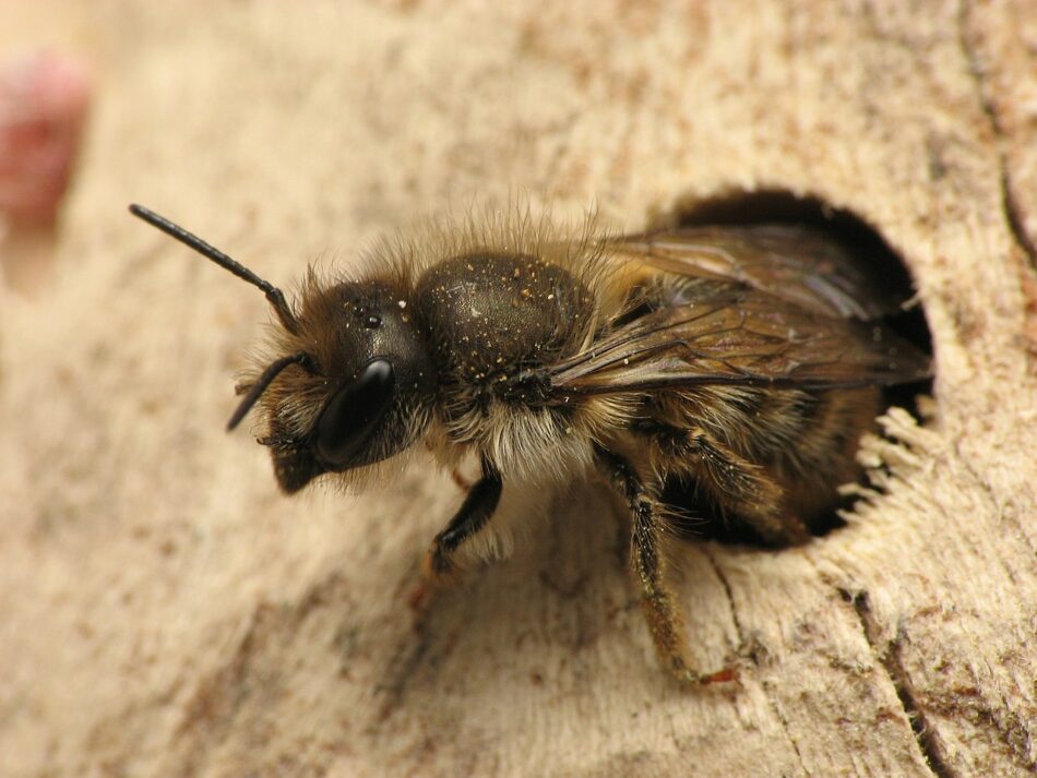 Las abejas también desaparecen de los registros