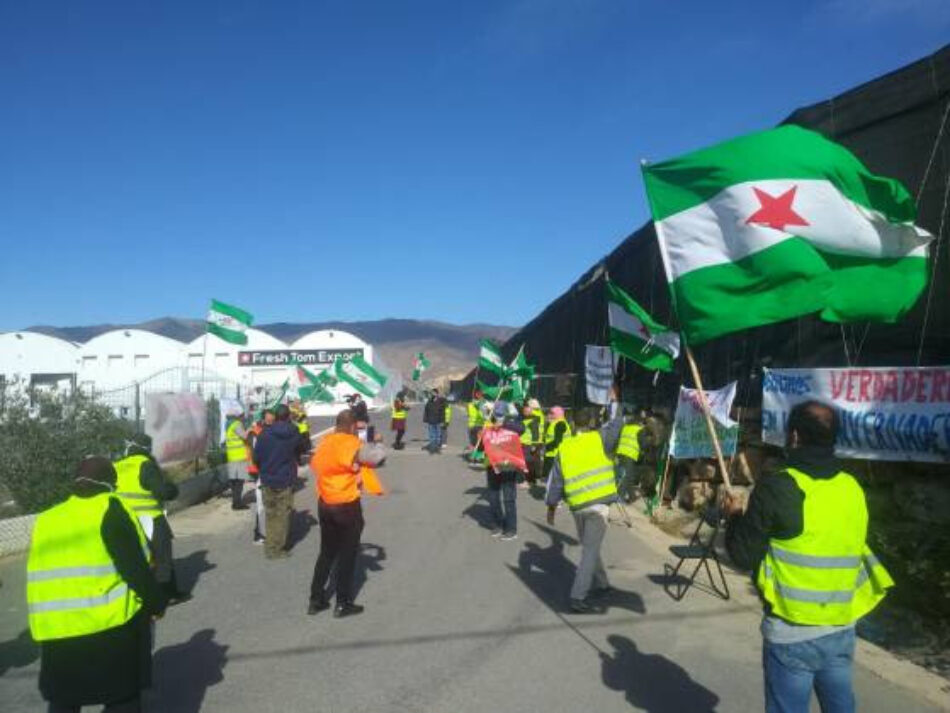 Finaliza la huelga indefinida en Fresh Tom Export tras llegar a un acuerdo la empresa con el sindicato Soc – SAT Almería