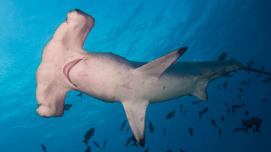 La sobrepesca ‘engulle’ más del 70 % de tiburones y rayas en el último medio siglo