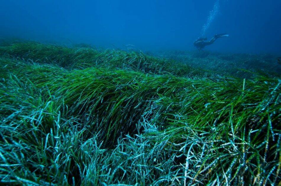 Las praderas marinas de posidonia pueden capturar y extraer plásticos vertidos al océano