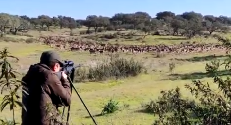 Indignación en Ecologistas Extremadura por la caza de animales de granjas cinegéticas