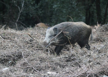 Preocupación por la propuesta de caza al salto de la Consejería de Extremadura