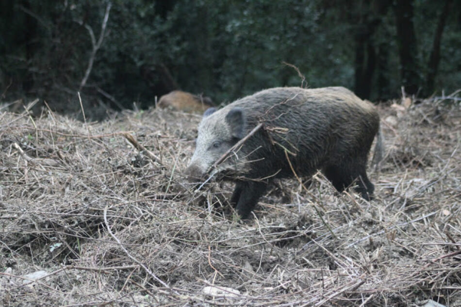 Preocupación por la propuesta de caza al salto de la Consejería de Extremadura