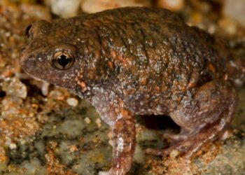 La piel de un sapo australiano esconde un arma mortal contra las bacterias