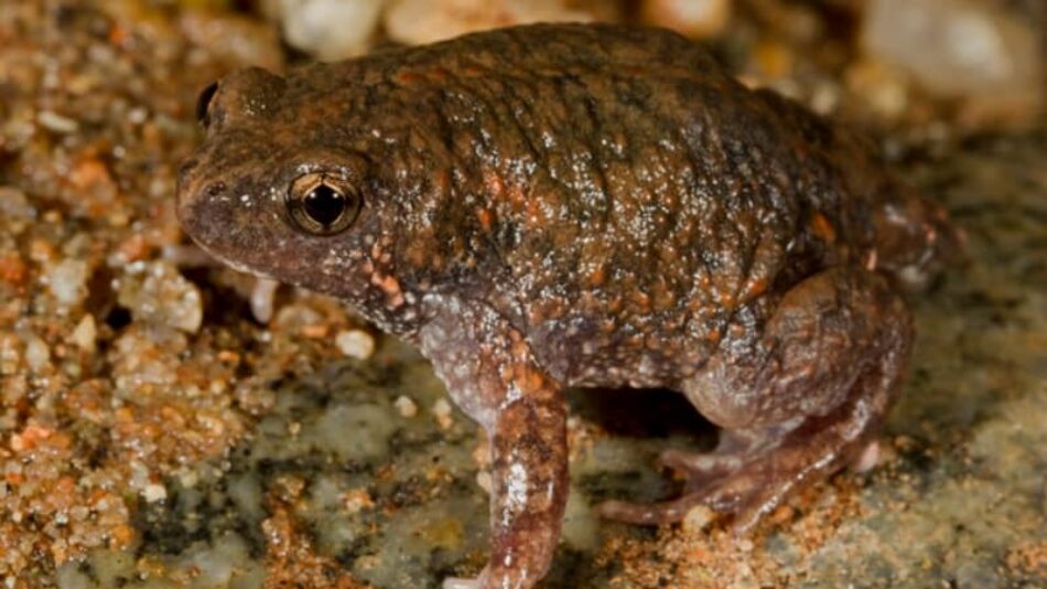 La piel de un sapo australiano esconde un arma mortal contra las bacterias