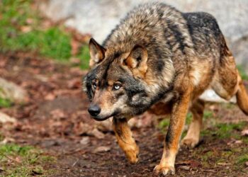 Las ONGs ambientales manifiestan su apoyo a una mayor protección del Lobo ibérico y la Tórtola europea