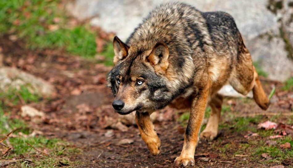 Las ONGs ambientales manifiestan su apoyo a una mayor protección del Lobo ibérico y la Tórtola europea