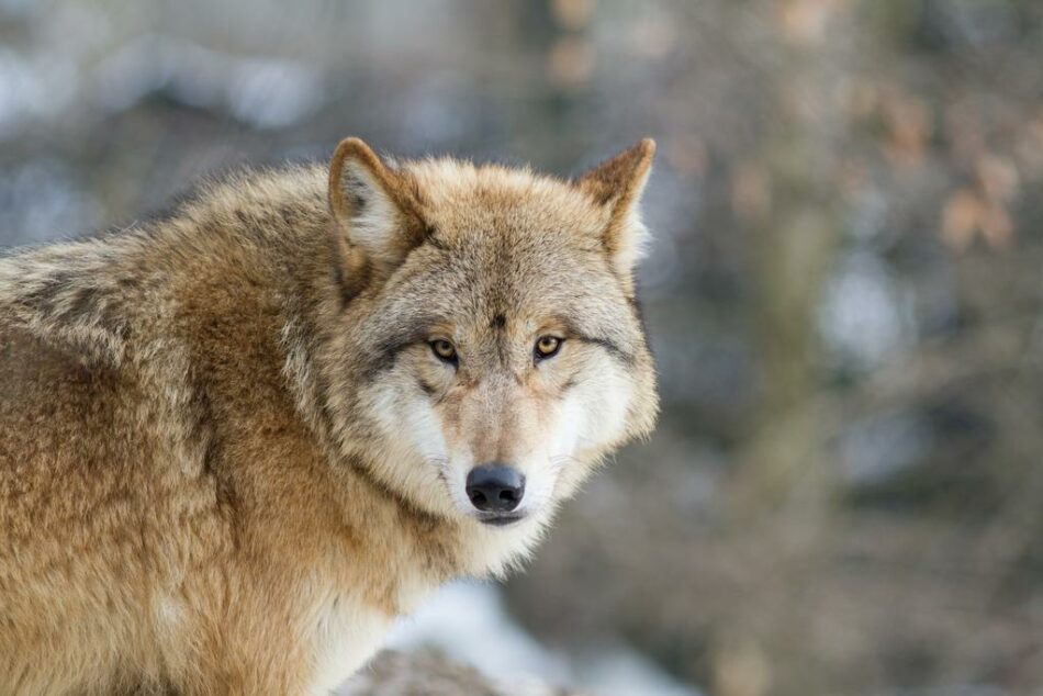 Los lobos de Mongolia prefieren alimentarse de animales salvajes que de ganado