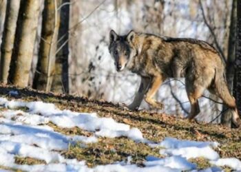 Histórico acuerdo de protección del lobo