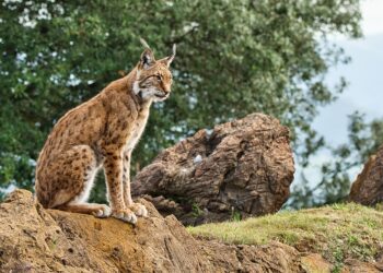 Ciudad Real: El lince ibérico le gana la partida al proyecto de tierras raras de Quantum Minería