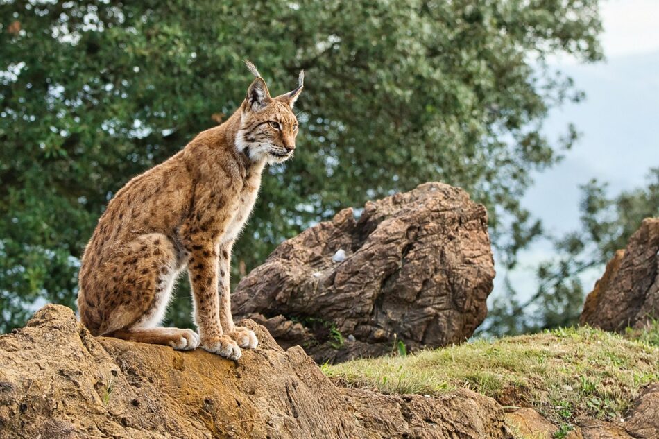 Ciudad Real: El lince ibérico le gana la partida al proyecto de tierras raras de Quantum Minería