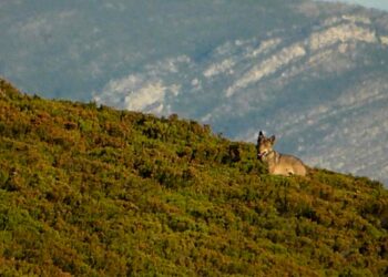 46 entidades reclaman una oportunidad para la conservación del lobo en España