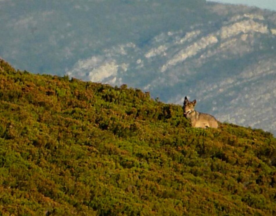 46 entidades reclaman una oportunidad para la conservación del lobo en España