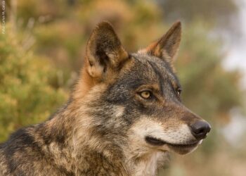 Equo pide una nueva Estrategia Nacional de Conservación además de proteger al lobo en todo el territorio