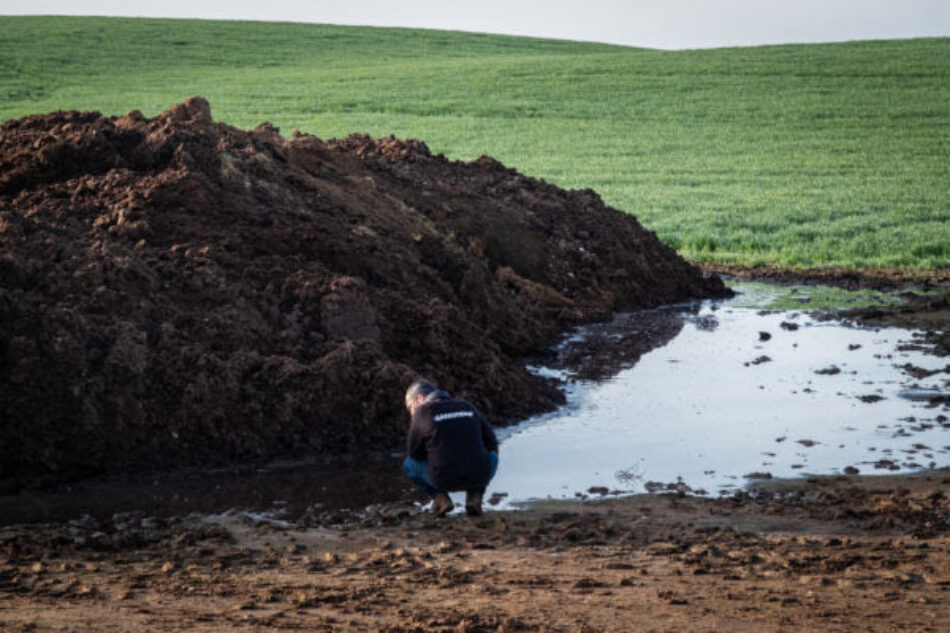 Grave daño ambiental provocado por “cascadas” de purines que una macrogranja de Navarra vierte en la naturaleza