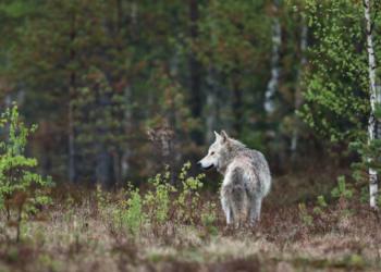Compromís llevará al pleno del Senado la necesidad de proteger el lobo como especie protegida