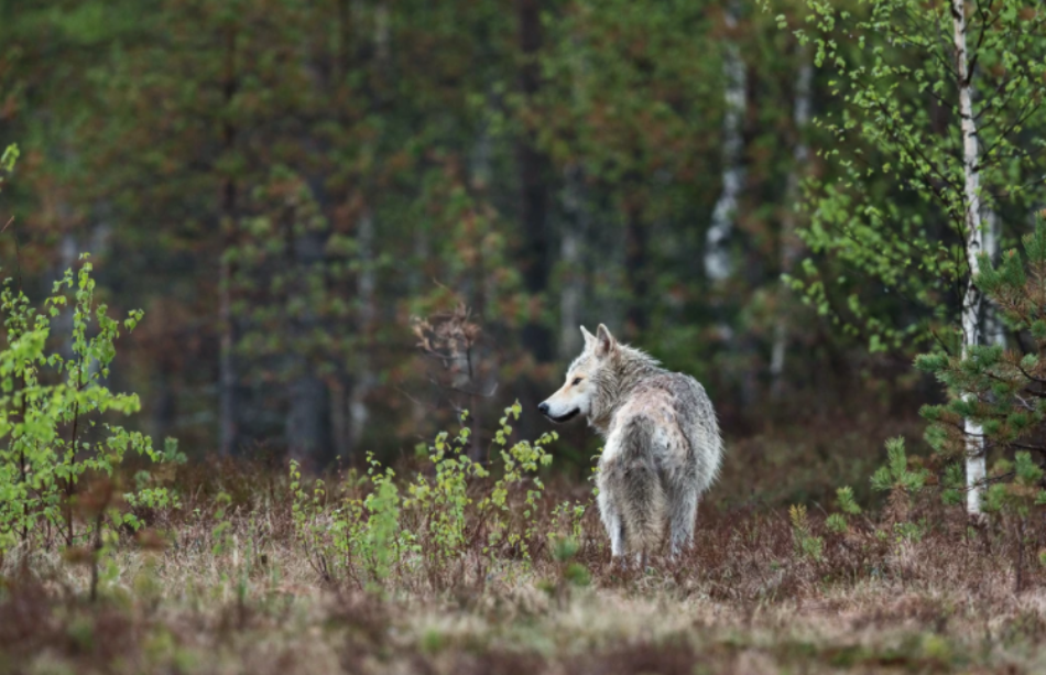 Compromís llevará al pleno del Senado la necesidad de proteger el lobo como especie protegida