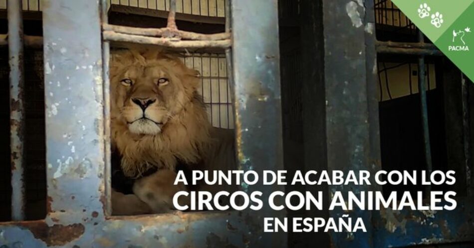 PACMA exige al Gobierno el fin definitivo de los circos con animales en España