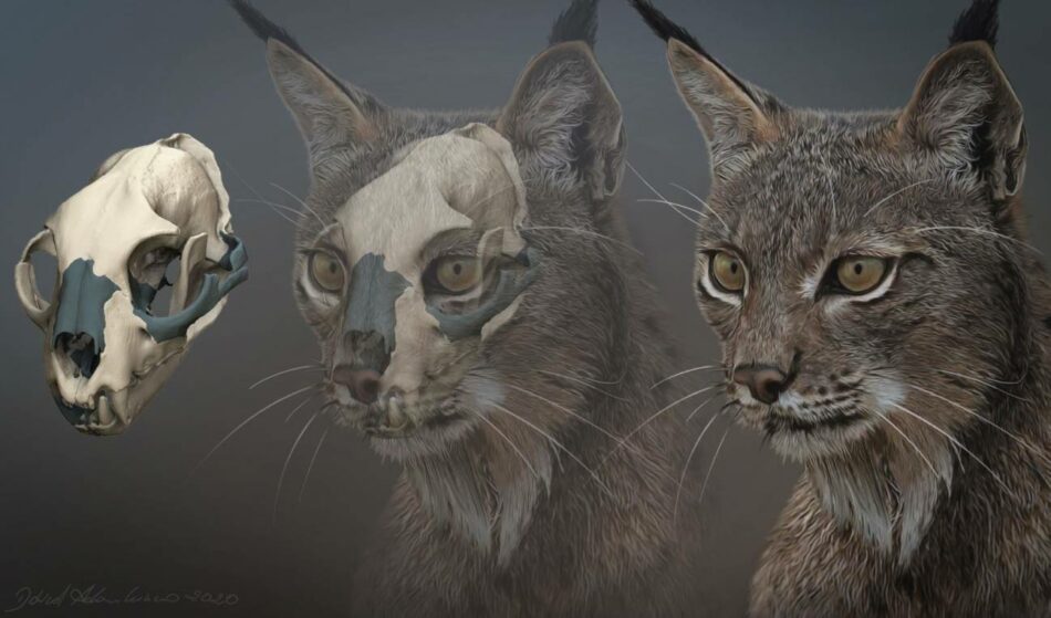 El amenazado lince ibérico habitó en Italia hasta hace 40.000 años