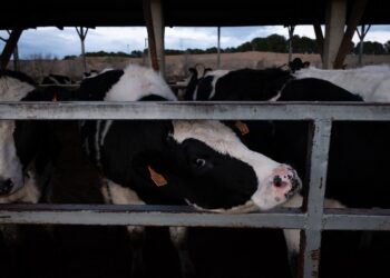 Ecologistas en Acción denuncia la insostenibilidad de una agroganadería industrial