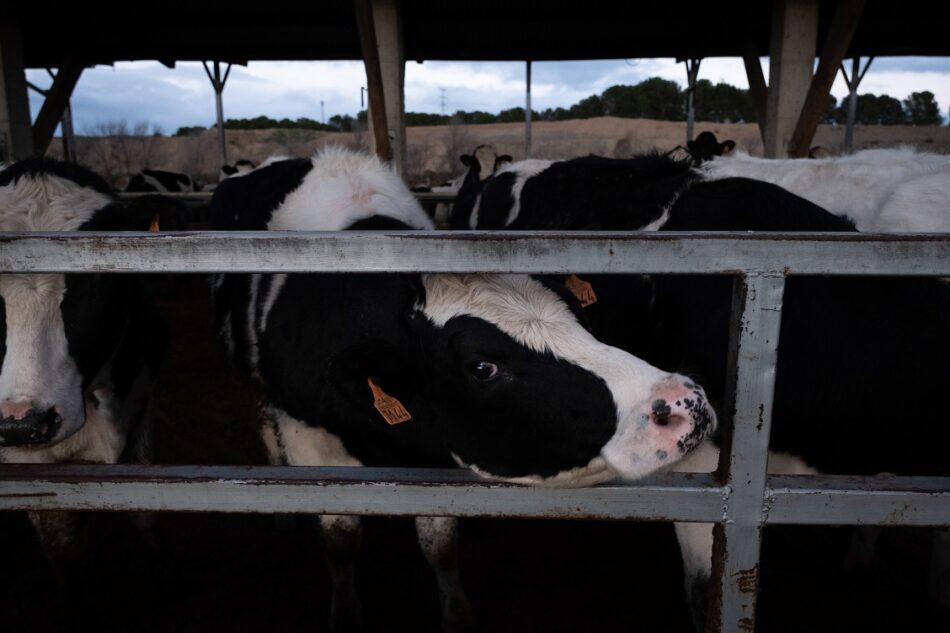 Ecologistas en Acción denuncia la insostenibilidad de una agroganadería industrial