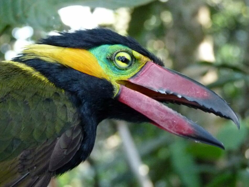 La deforestación afecta ya a casi todas las especies del paraíso de las aves