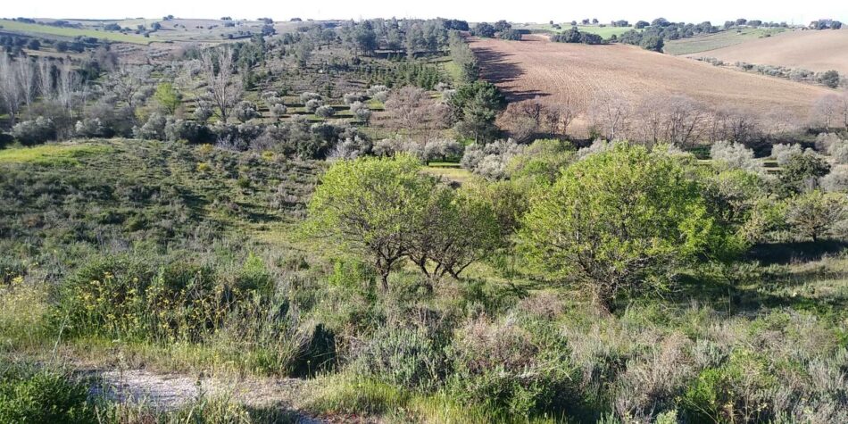 Alerta social en Méntrida: Siete proyectos fotovoltaicos a gran escala podrían afectar a 2.000 hectáreas de uno de los mejores paisajes de Castilla-La Mancha