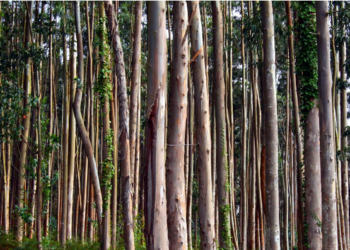 Ecologistas en Acción demanda una moratoria de las plantaciones de eucalipto en todo el territorio español