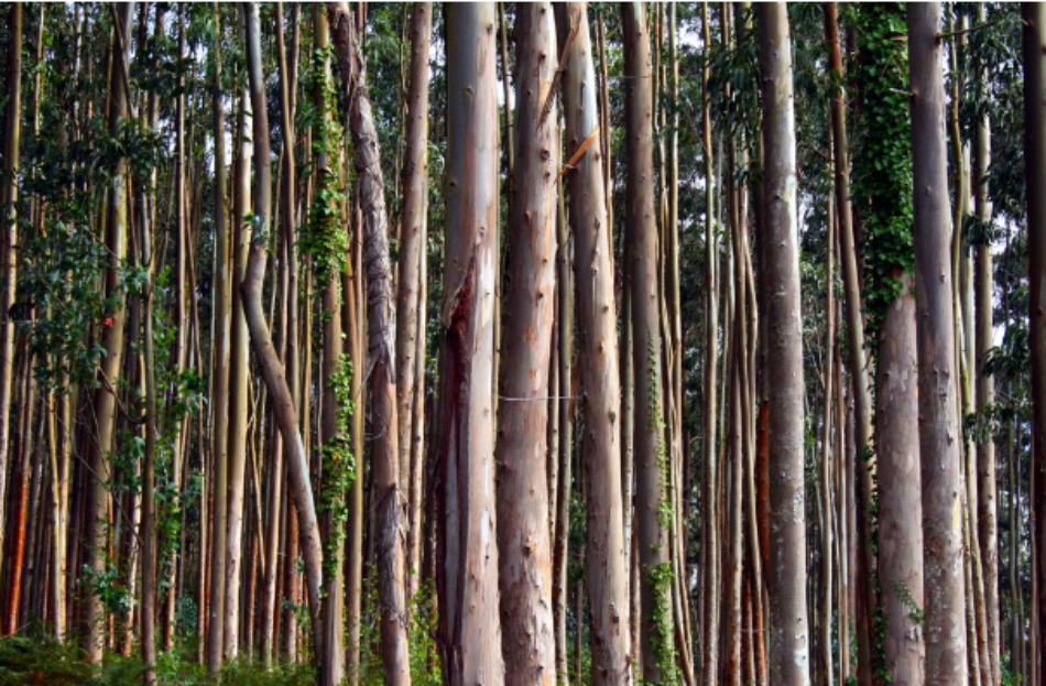 Ecologistas en Acción demanda una moratoria de las plantaciones de eucalipto en todo el territorio español
