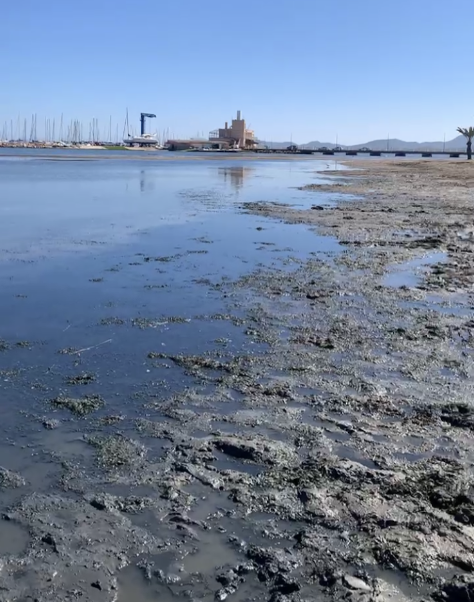 Denuncia de la presencia de un gas tóxico en la playa de los Urrutias, en el Mar Menor, por la materia acumulada
