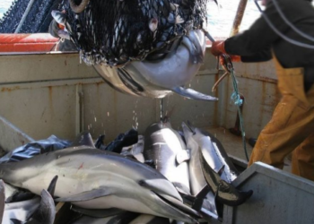 «España, ¿será líder en pesca sostenible o en sobrepesca?»