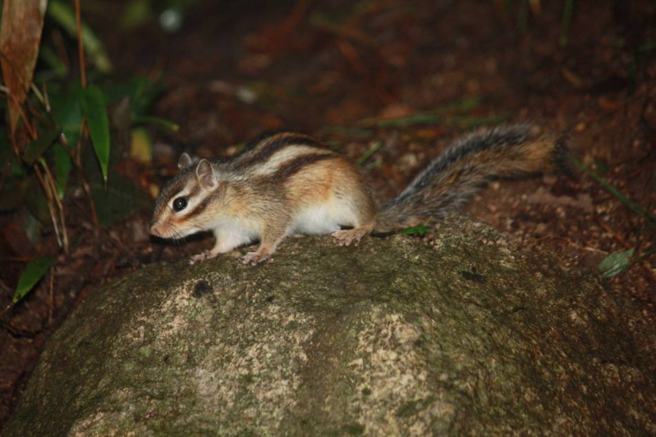 Un megaestudio muestra cómo el comercio internacional de mascotas favorece a las especies invasoras