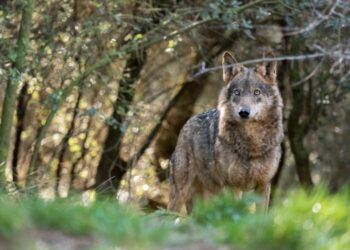 El lobo ibérico, incluido en el Listado de Especies Silvestres en Régimen de Protección Especial