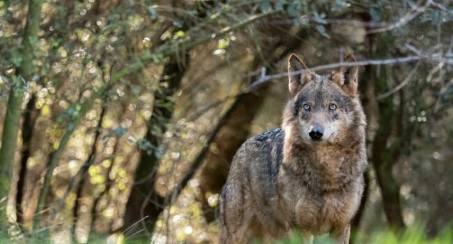 O Tribunal Superior de Xustiza de Galicia expón unha cuestión de inconstitucionalidade contra a lei que desprotexeu ao lobo