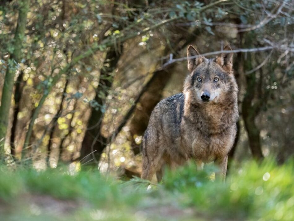 El lobo ibérico, incluido en el Listado de Especies Silvestres en Régimen de Protección Especial