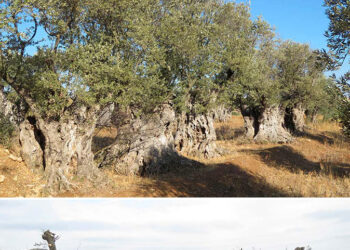 Destruyen olivos centenarios, plantados por los moriscos en el siglo XVI, en las obras de construcción del embalse de Mularroya