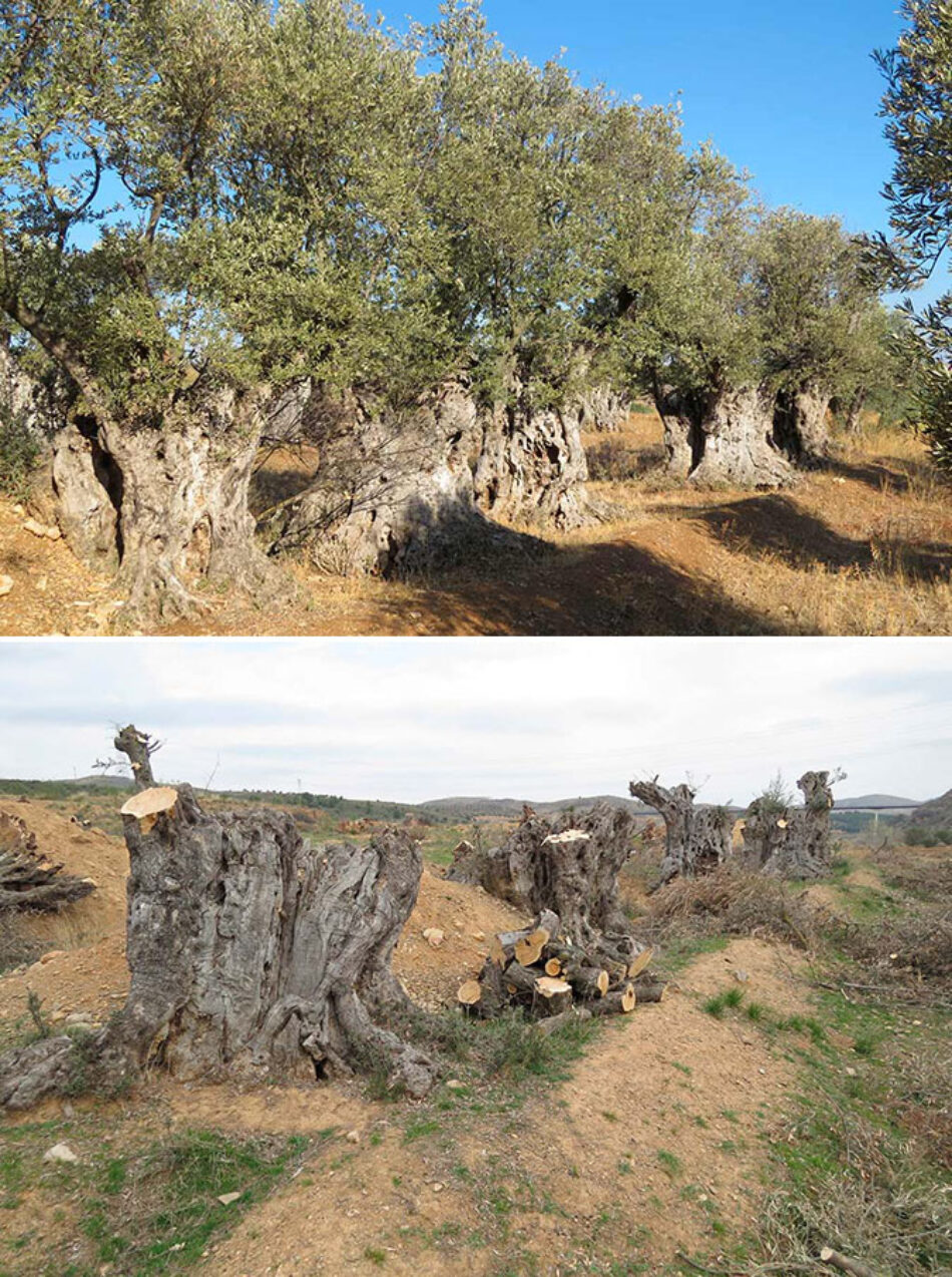 Destruyen olivos centenarios, plantados por los moriscos en el siglo XVI, en las obras de construcción del embalse de Mularroya