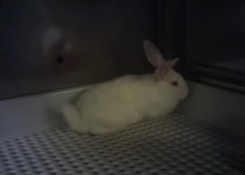 PACMA denunciará al laboratorio Vivotecnia por las horribles imágenes de maltrato a los animales