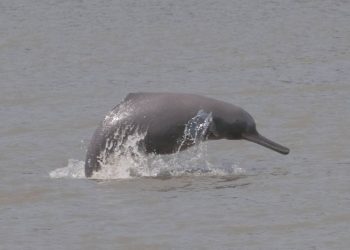 Los amenazados delfines del Ganges no son una, sino dos especies diferentes
