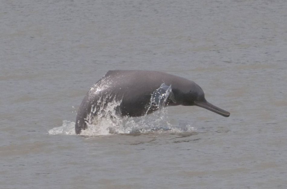 Los amenazados delfines del Ganges no son una, sino dos especies diferentes