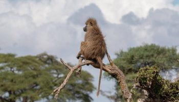 El estrés crónico puede reducir la esperanza de vida de los babuinos salvajes