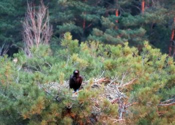Un buitre negro de Pirineos, primera ave carroñera intoxicada por diclofenaco que se detecta en Europa