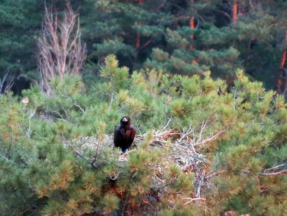 Un buitre negro de Pirineos, primera ave carroñera intoxicada por diclofenaco que se detecta en Europa